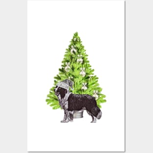 Border Collie Dog Christmas scene with Christmas tree and Santa hat Posters and Art